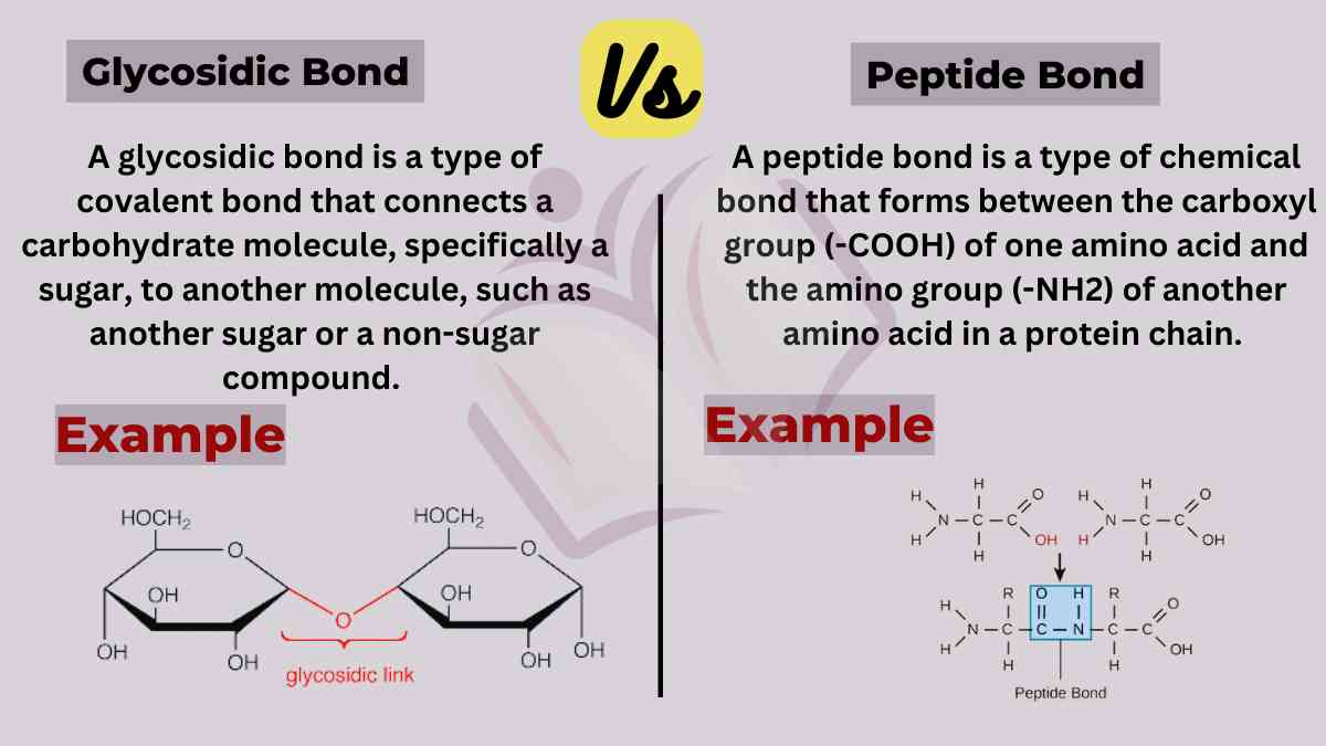 image showing the difference between glycosidic bond and peptide bond 