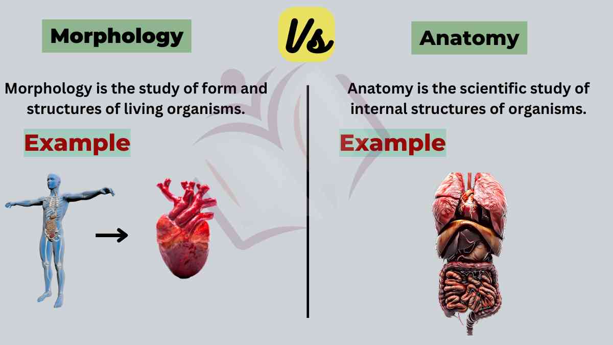 image showing the difference between morphology and anatomy