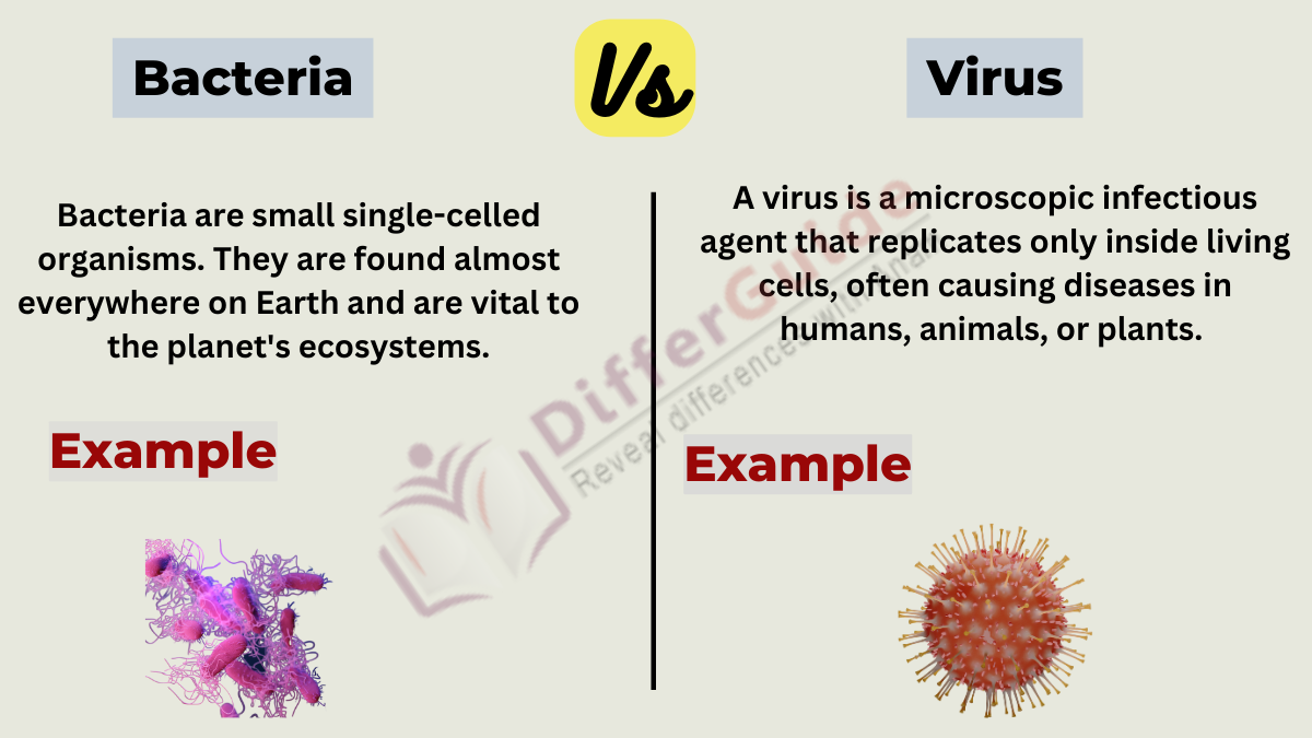 image showing the bacteria and virus
