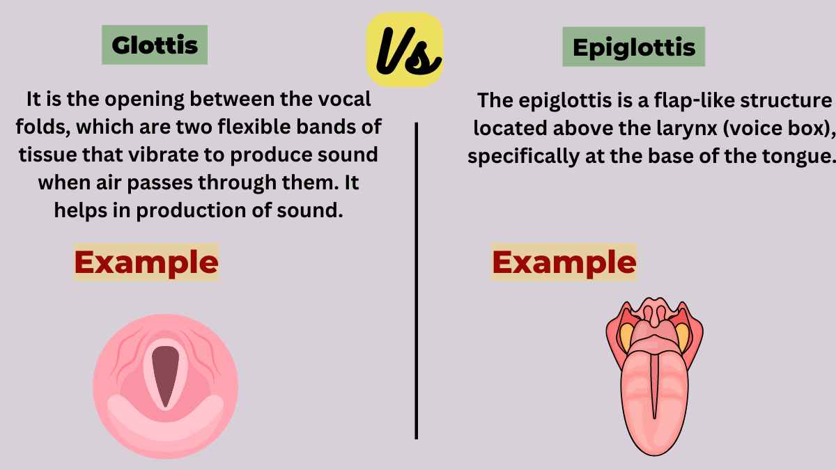 image showing the difference between glottis vs epiglottis