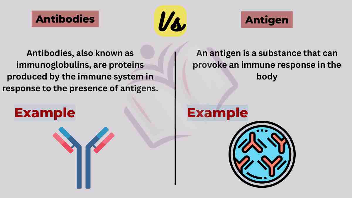 image showing difference between antibodies and antigen