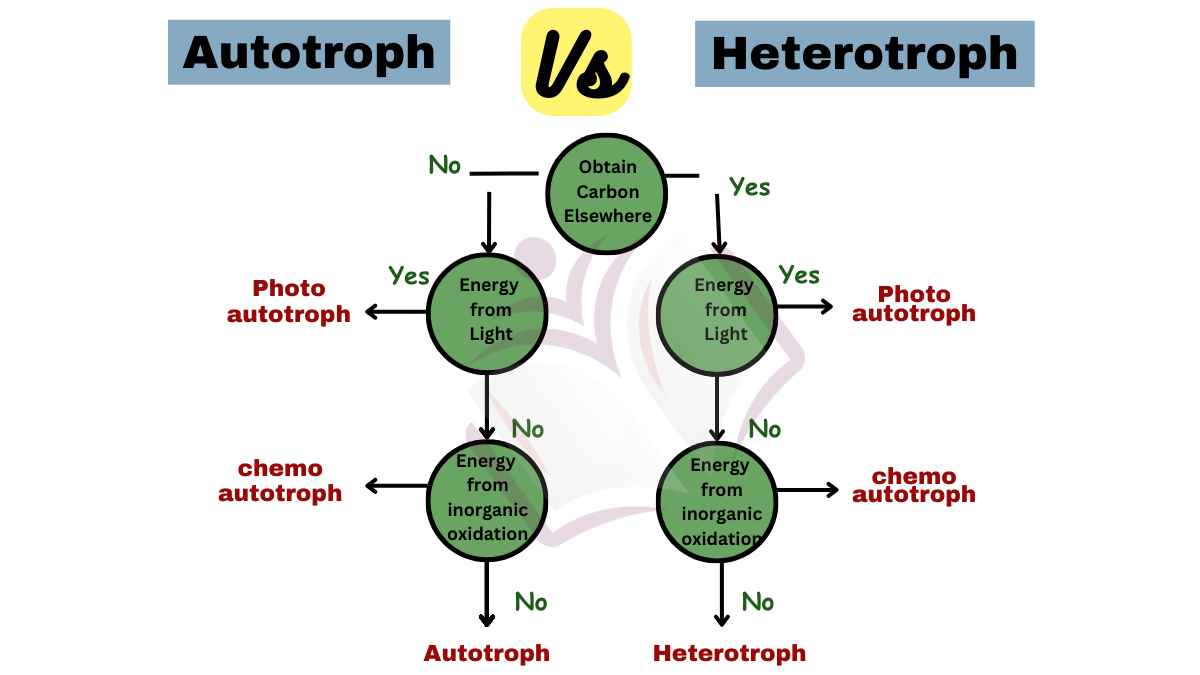 image showing the difference between autotroph vs heterotroph