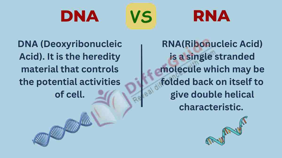 image showing the difference between DNA and RNA