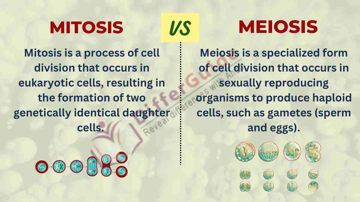 image showing the difference between mitosis and meiosis 