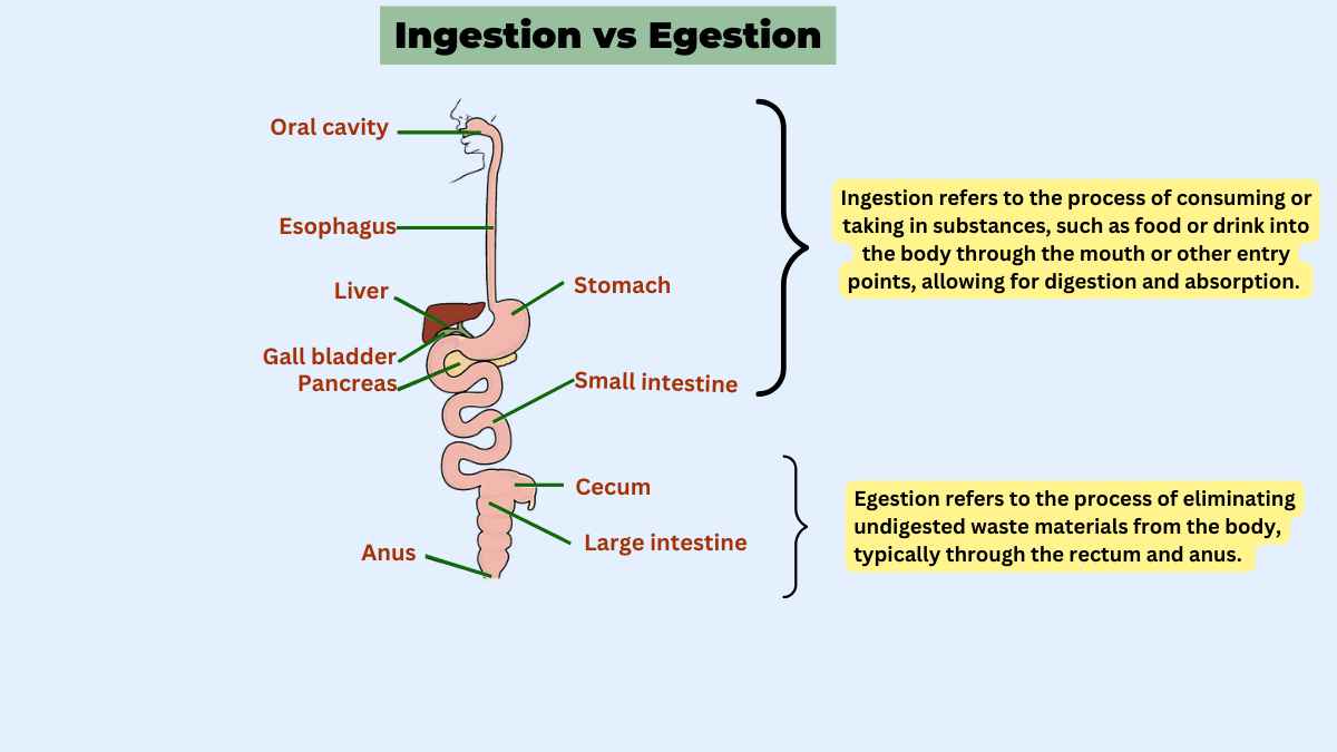 image showing the ingestion vs egestion