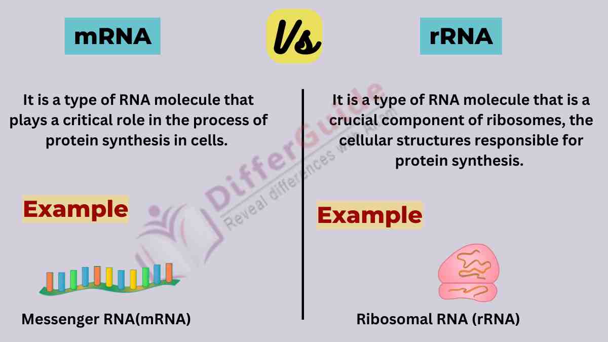 image showing the mRNA and rRNA 
