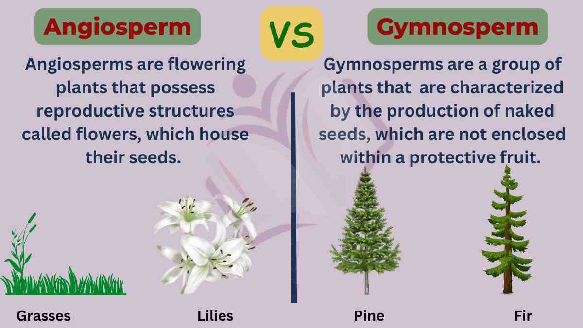 image showing the difference between angiosperm and gymnosperm