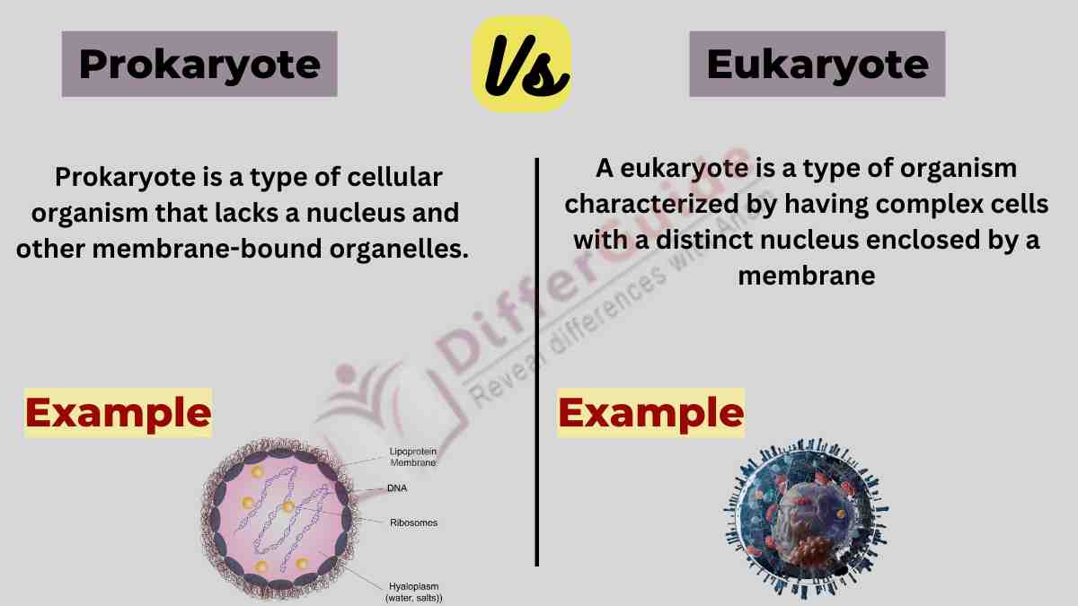 image showing the prokaryote vs eukaryote