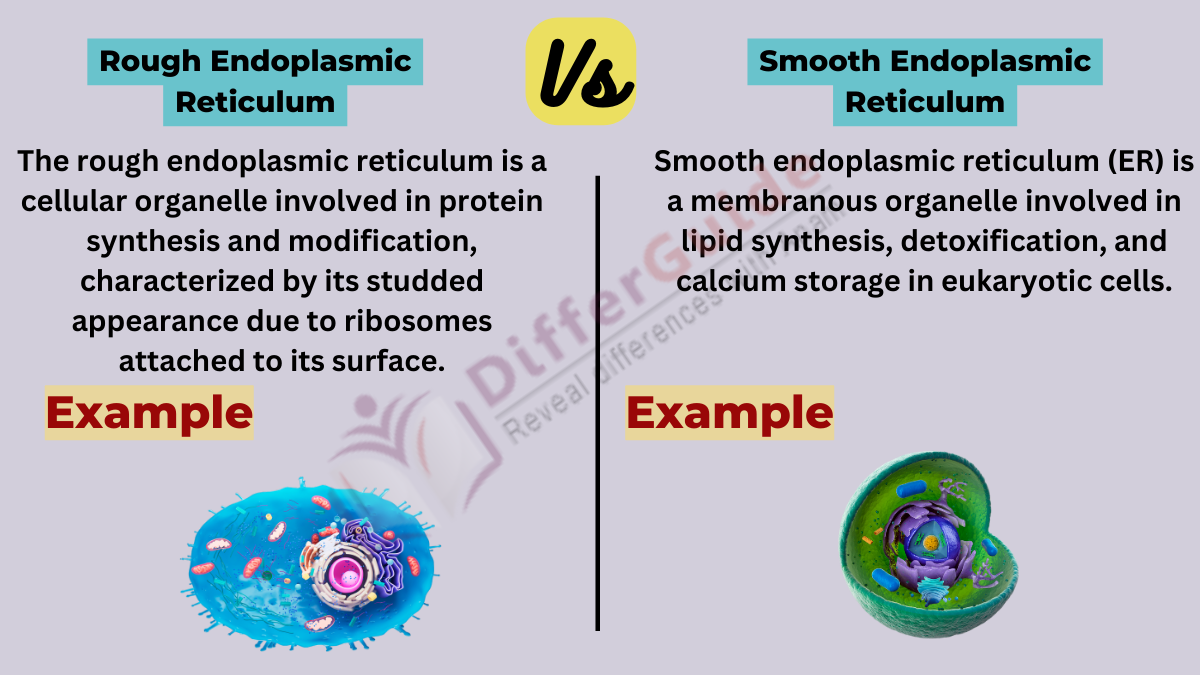 image showing the difference between rough and smooth endoplasmic reticulum