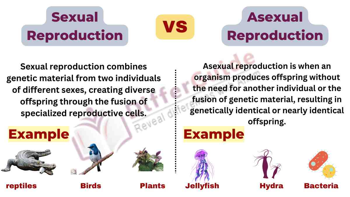 image showing the sexual vs asexual reproduction