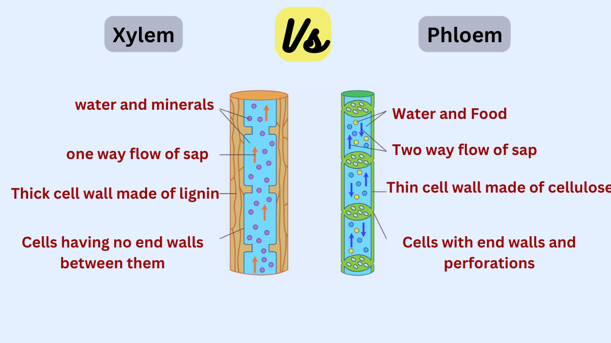 image showing the difference between xylem and phloem