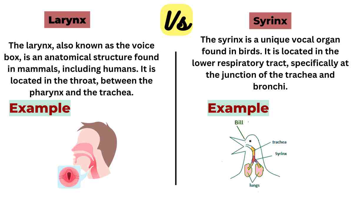 image showing difference between larynx and syrinx