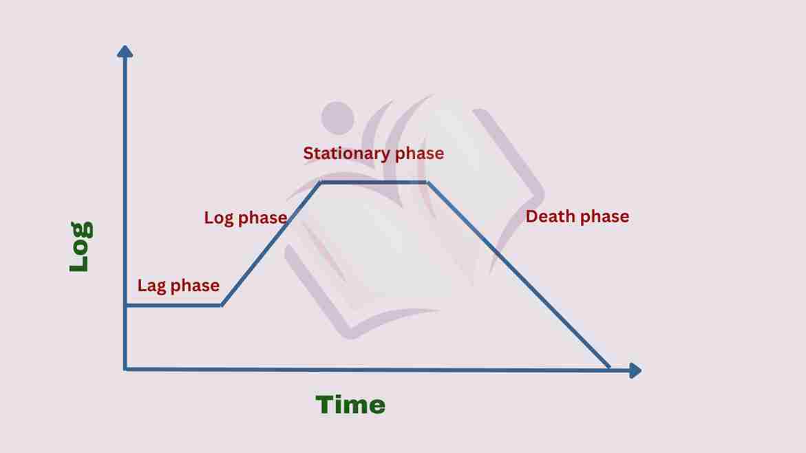 image showing difference between lag phase and log phase
