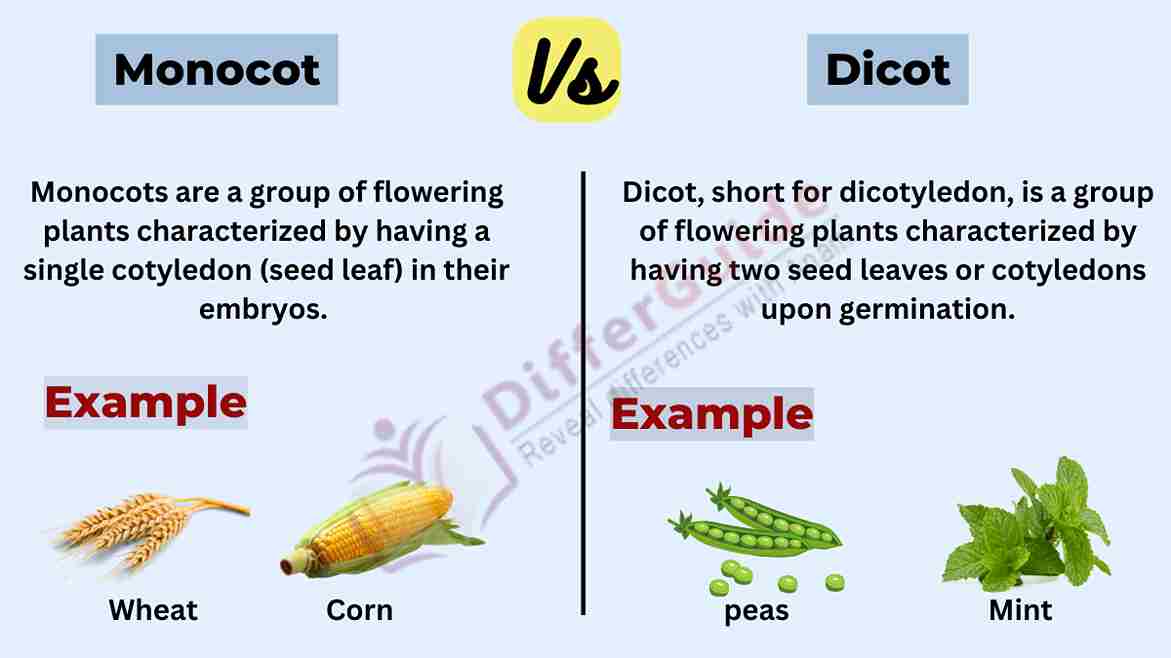 image showing difference between monocot and dicot