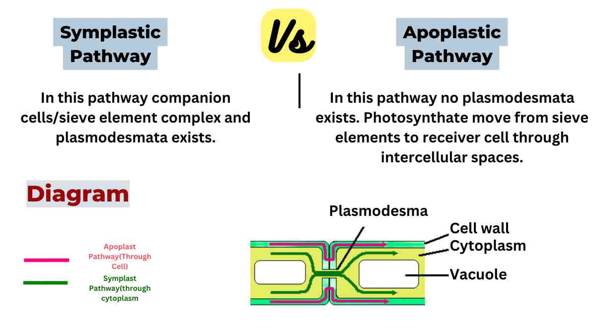 image showing difference between symplastic pathway and apoplastic pathway