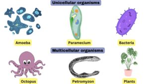 Difference between Unicellular and Multicellular Organism
