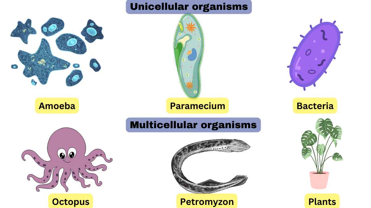 image showing difference between unicellular organisms and multicellular organisms